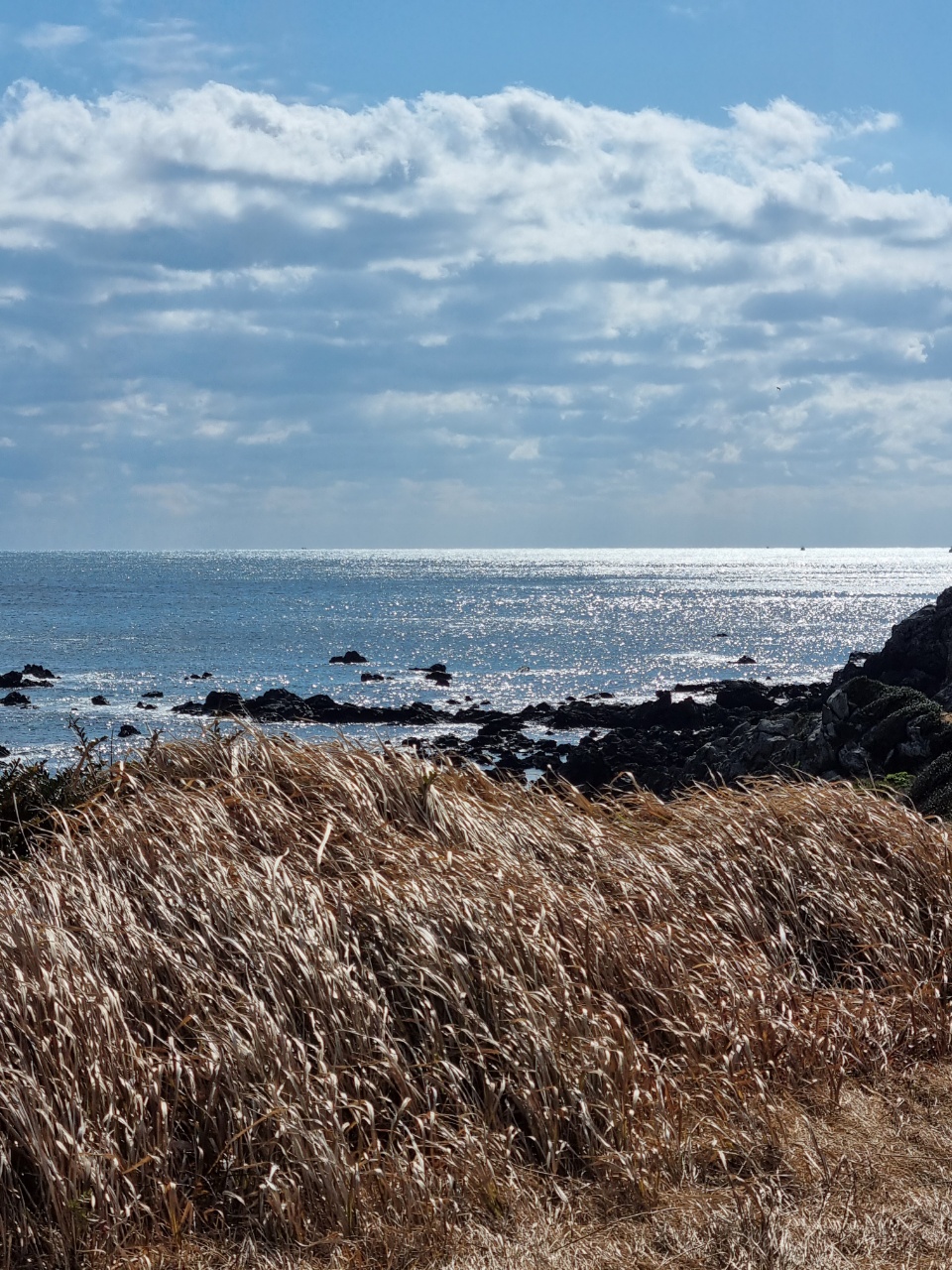 바람에 누운 갈대