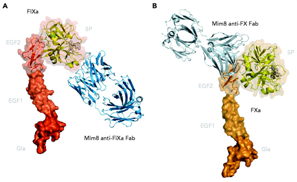 Factor IXa와 X를 동시에 잡는 이중항체, Mim8. <i>Østergaard H, Blood. 2021.</i>