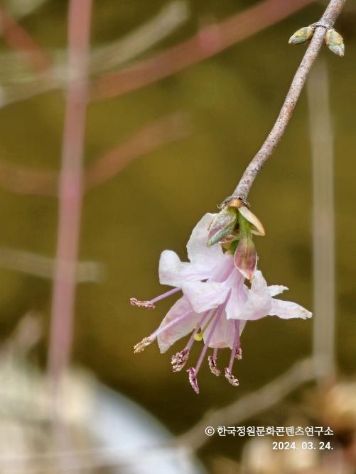청백을 보물로 여기는 외다리나무 사유의 썸네일 이미지