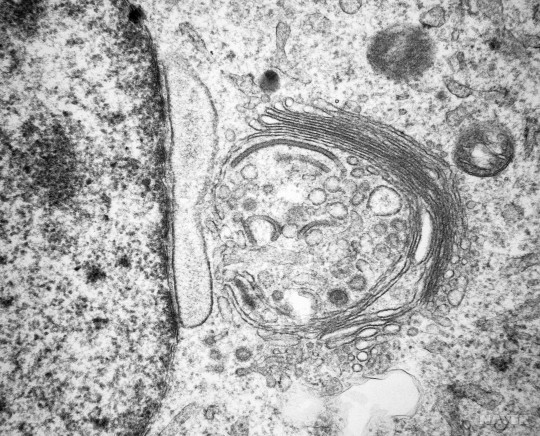 출처:&nbsp;https://terms.naver.com/entry.naver?docId=5144877&cid=61232&categoryId=61232