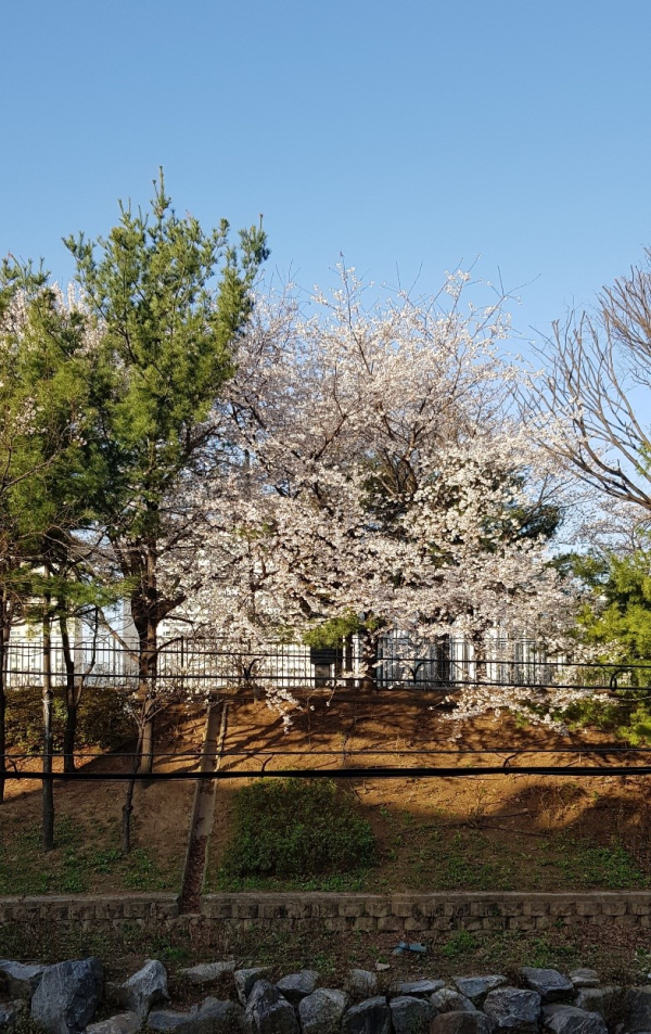 중랑천 풍경 (사진=홍복순님 제공)