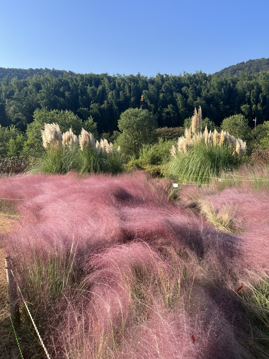 국가정원 입구에 심겨진 팜파스와 핑크뮬리의 물결이 아침 햇살을 받아 반짝거린다