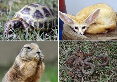 호스필드 육지거북, 사막여우, 프레리도그, 콘스네이크