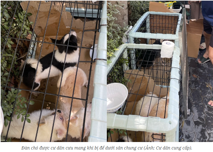 아파트 마당에 남겨지자, 개들은 주민들이 돌봐줬습니다