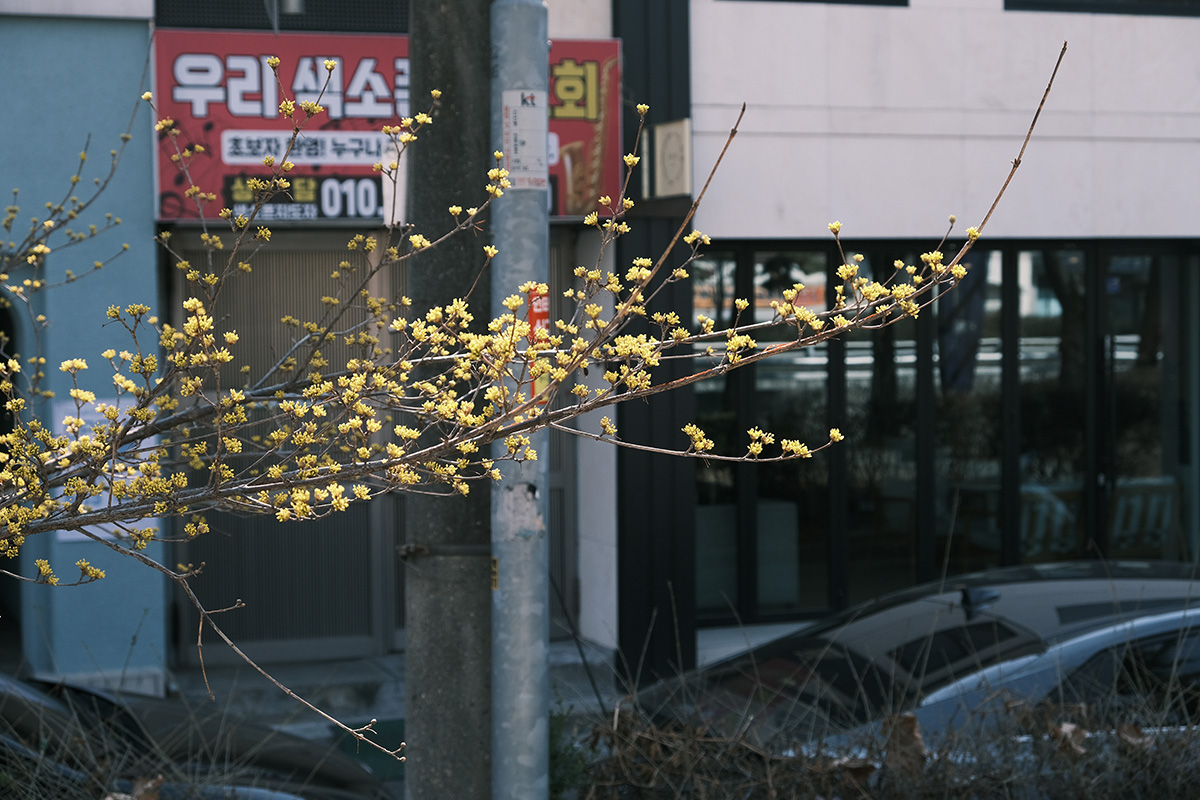 노란 꽃이 피기 시작했어요!