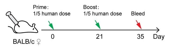 Emerg. Microbes & Infect. 10, 629 (2021), CC BY 4.0