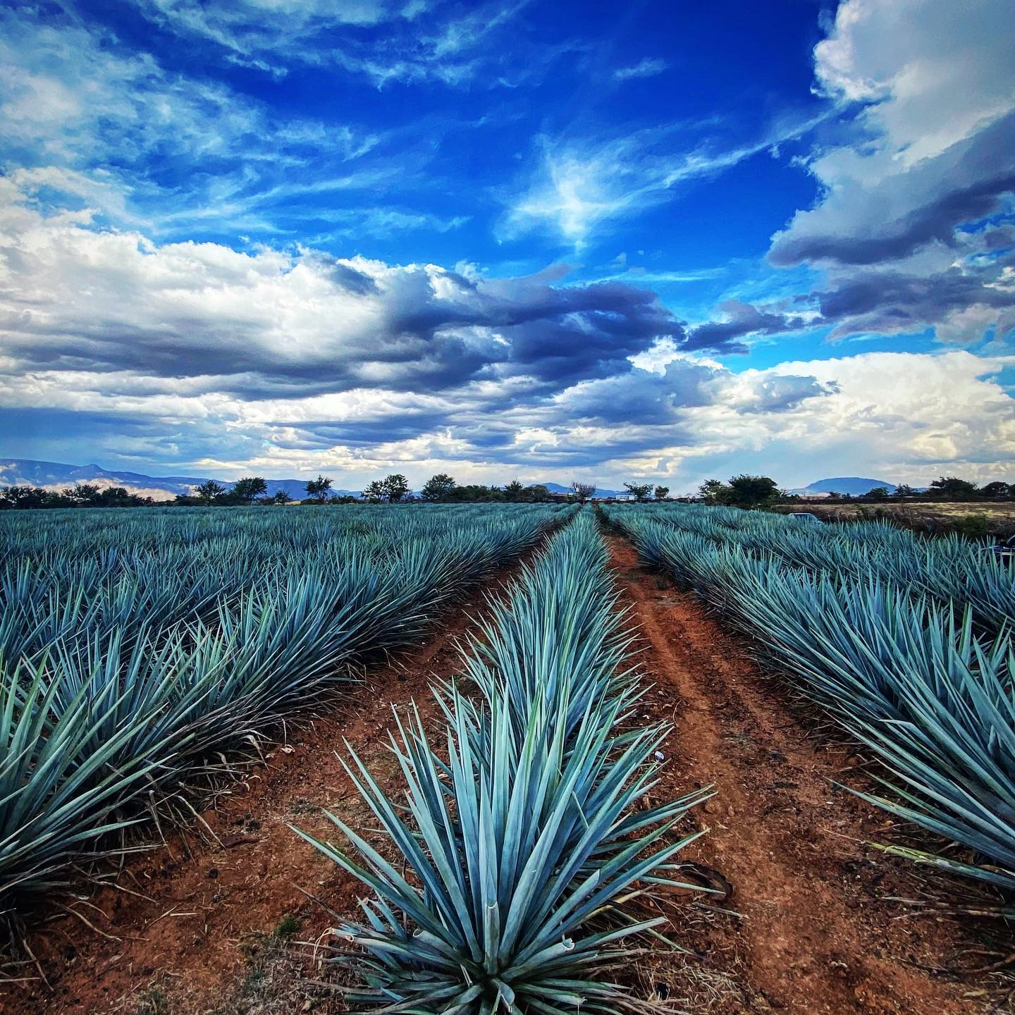 Tequila Jalisco