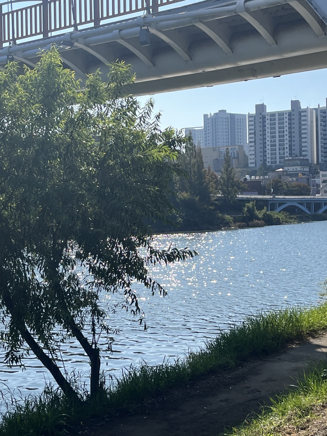 국가정원의 외곽은 태화강이 감싸고 있다. 아침 햇살에 더 없이 반짝이던 태화강