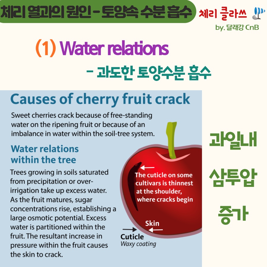 체리열매의 열과에 대한 이해 2,019(오레곤 주립대 Extension Service)의 썸네일 이미지