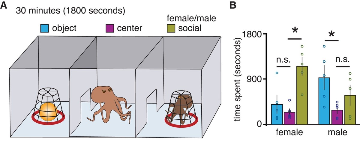 문어의 사회성 실험의 개요입니다. (A) 크기가 같은 세 개의 방을 수조에 설치합니다. 가운데 방에는 실험 대상인 문어를 두고, 다른 두 개의 방에는 철망에 들어간 장난감과 동료 문어를 둡니다. (B) 실험 대상 문어가 어느 방에서 시간을 얼마나 보내는지 표현한 그래프입니다. 수컷 문어랑 시간을 보내는 걸 싫어하는군요.출처: Curr. Biol. 28, 3136 (2018).