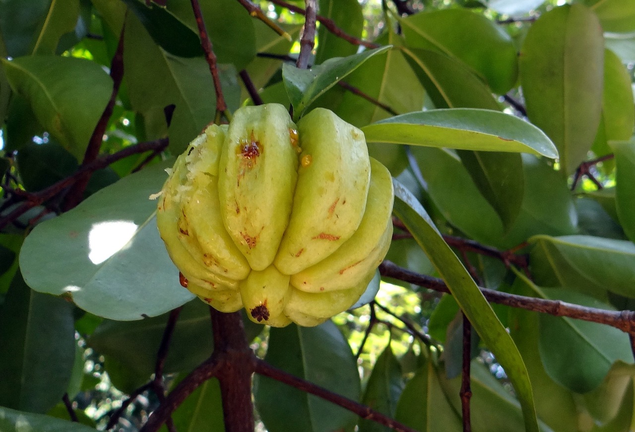 가르시니아 캄보지아 열매 사진
