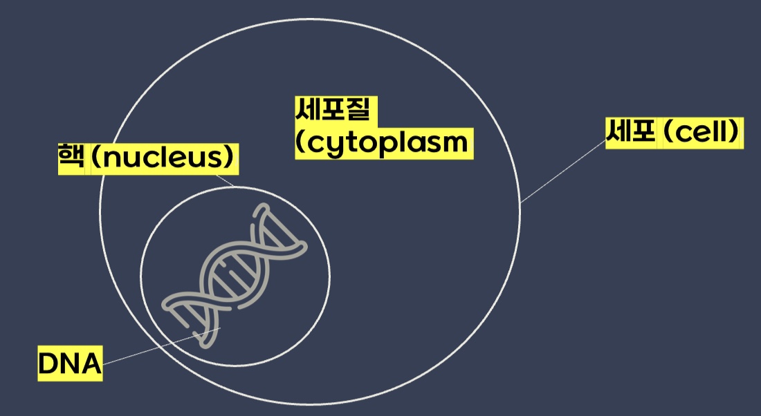 DNA는 어디에 있을까?