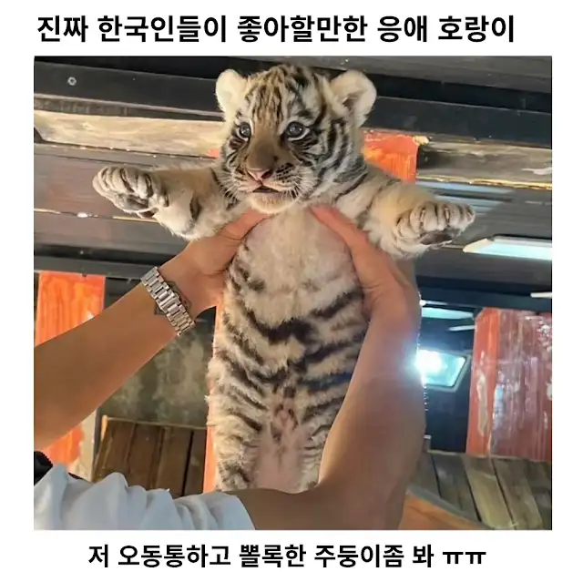 호냥이도 냥이죠?
