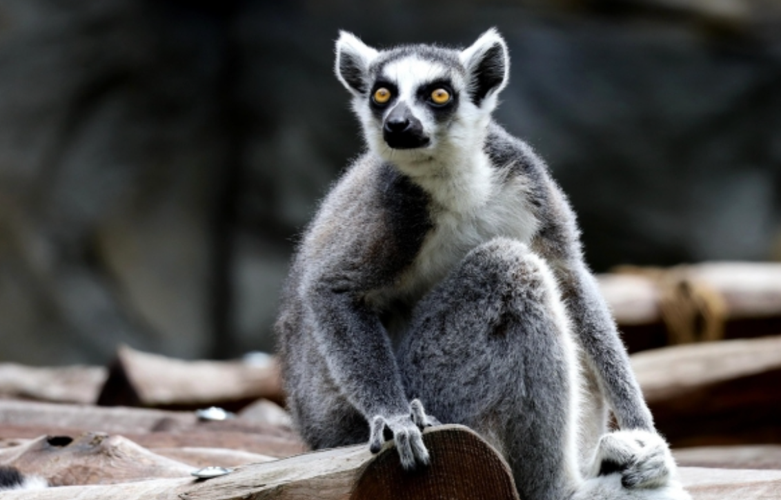 Are lemurs aging differently from humans? (여우원숭이, 인간과는 다른 방식으로 늙는다?)의 썸네일 이미지