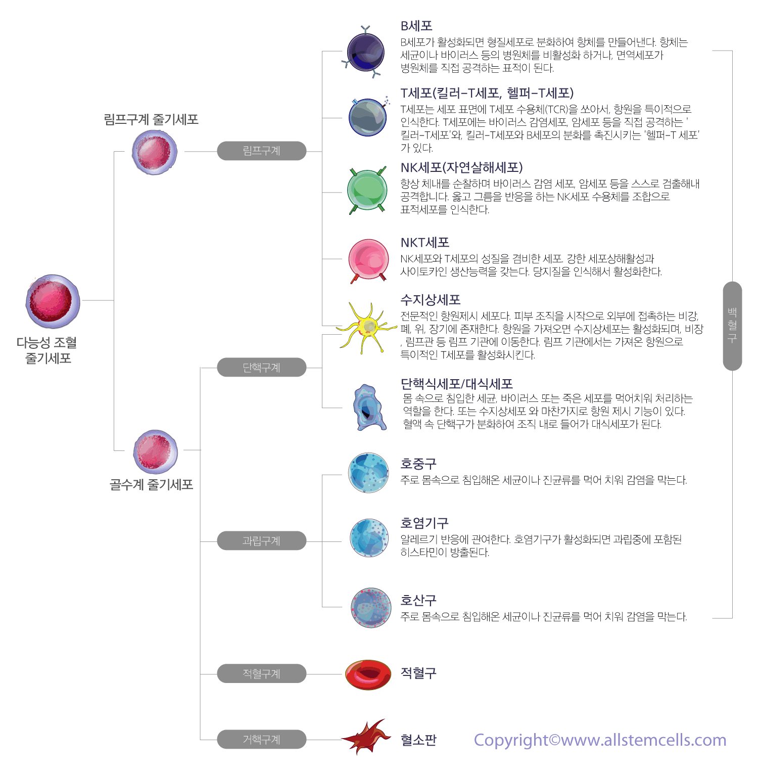 우리 몸의 든든한 방어자들이 있습니다.