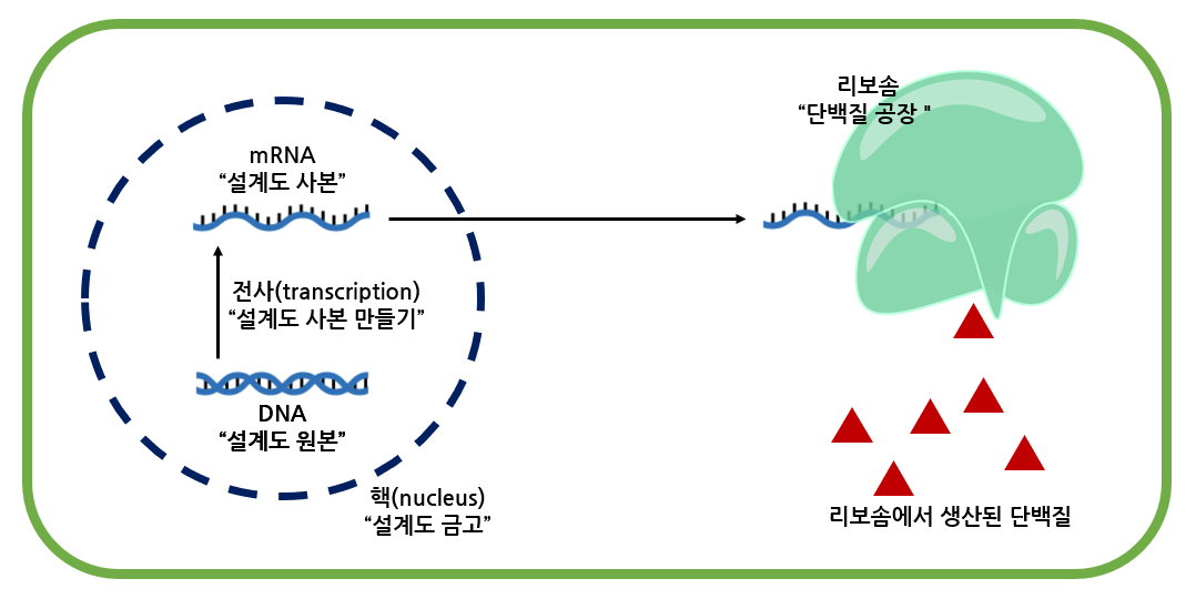 센트럴 도그마를 설명하는 그림입니다. DNA/mRNA 이미지는 Wikimedia Commons, Extended Central Dogma with Enzymes.jpg (CC BY-SA 3.0)에서, 리보솜 이미지는 https://openclipart.org/detail/301855/ribosome (public domain)에서 가져왔습니다.