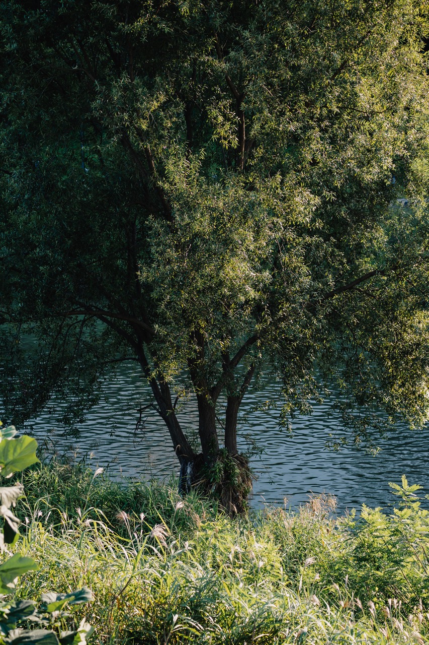 나무, 그림자, 물. 제가 정말 좋아하는 느낌이 가장 잘 담긴 사진인데 왠지 남들이 좋아해주진 않는 사진입니다.