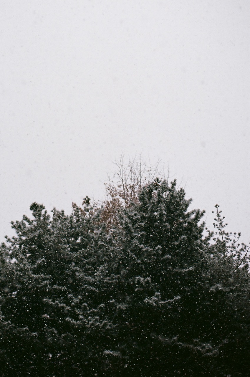 너무 가지고 싶었던 필름 카메라 렌즈를 사고 처음으로 찍은 사진입니다. 필름은 아마 엑타 100