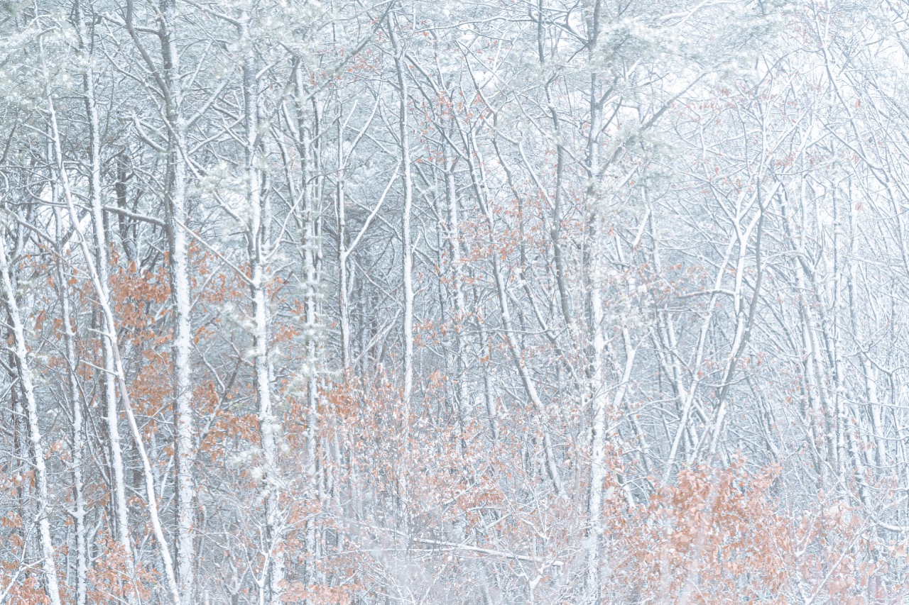 지난 주에 보내드렸던 레터에서 말씀드린 할머니의 장례식 때 찍은 사진입니다. 짙은 눈이 왔어요.