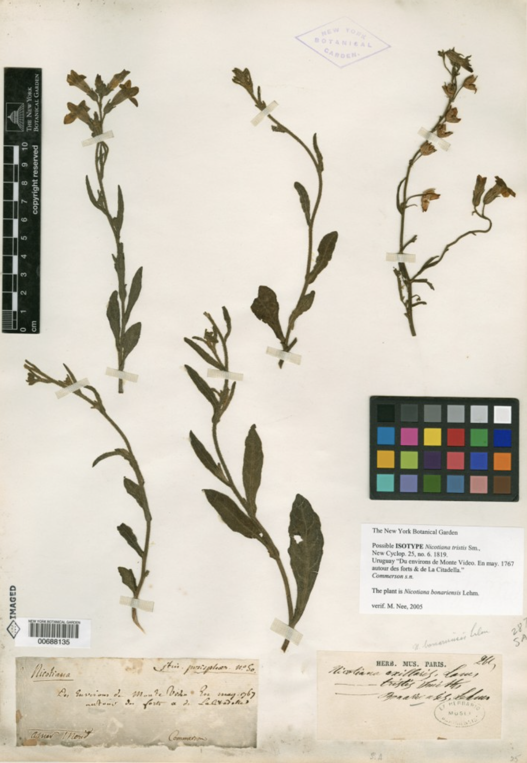 1767년 5월, 잔느가 우루과이에서 수집한 식물 표본 ⓒ nybc