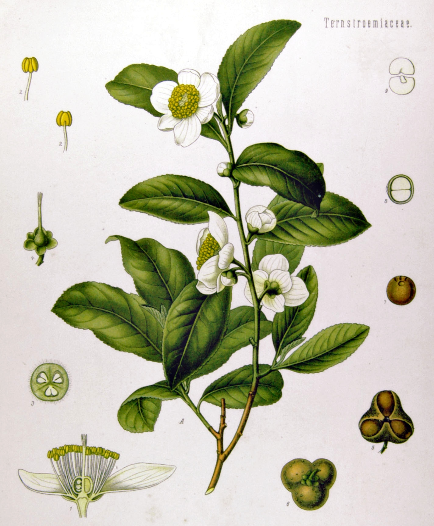 이미지 출처 : 위키백과 (https://en.wikipedia.org/wiki/Camellia_sinensis)