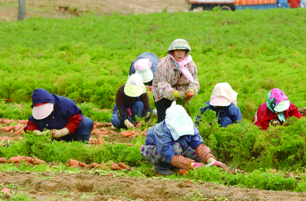 당근을 수확하고 있는 여성 농업인들. ⓒ 농수축산신문