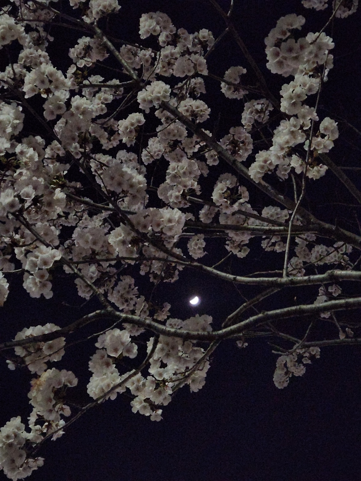 어제 본 밤하늘과 벚꽃