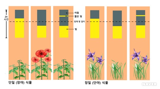 출처: 네이버 지식백과/식물학백과, 광주기성 개화경로(Photoperiodic flowering pathway)