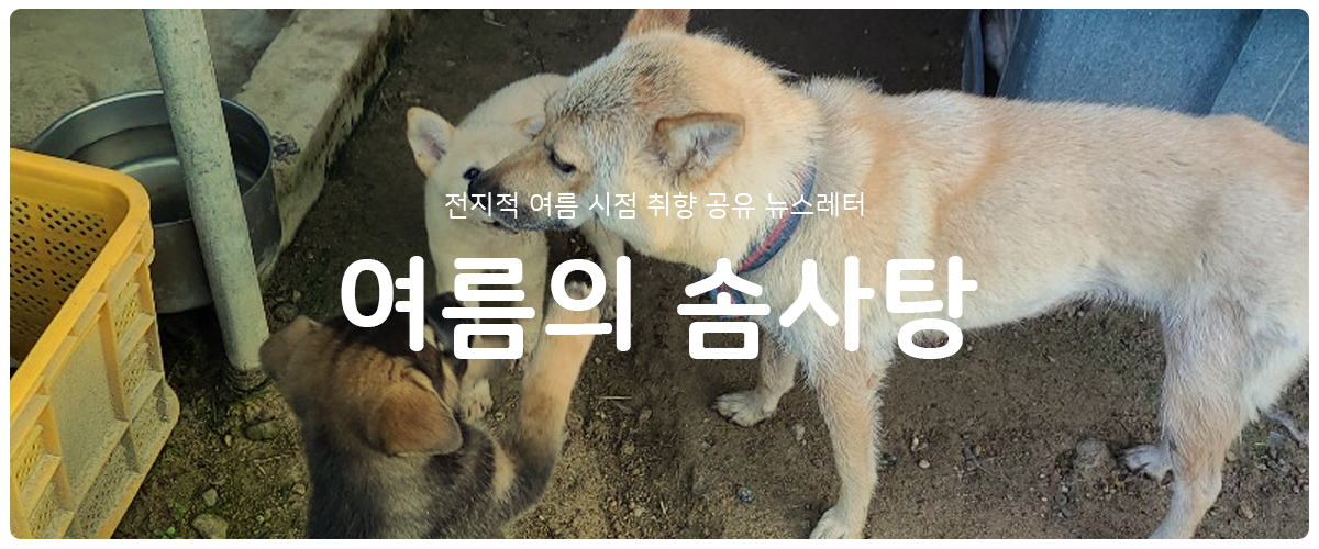 [여름의 솜사탕] #68 고향집 강아지를 향한 알쏭달쏭 대견한 마음의 썸네일 이미지