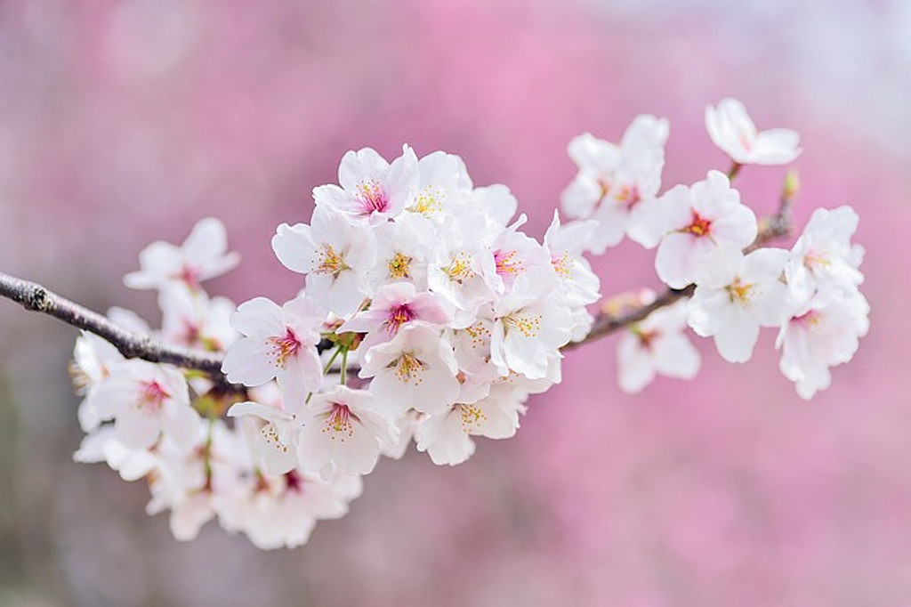 [4월 13일] 뉴욕의 벚꽃 (cherry blossom)의 썸네일 이미지