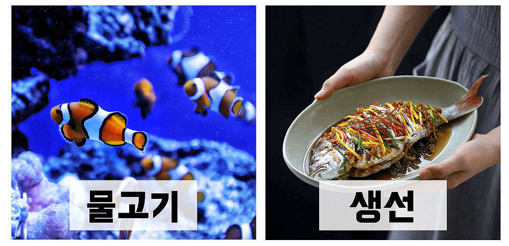 🇰🇷 Fish : 물고기 & 생선 👉 What's the difference?의 썸네일 이미지
