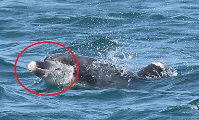 [동물] 제주 돌고래 관광과 해양생물 보호의 썸네일 이미지