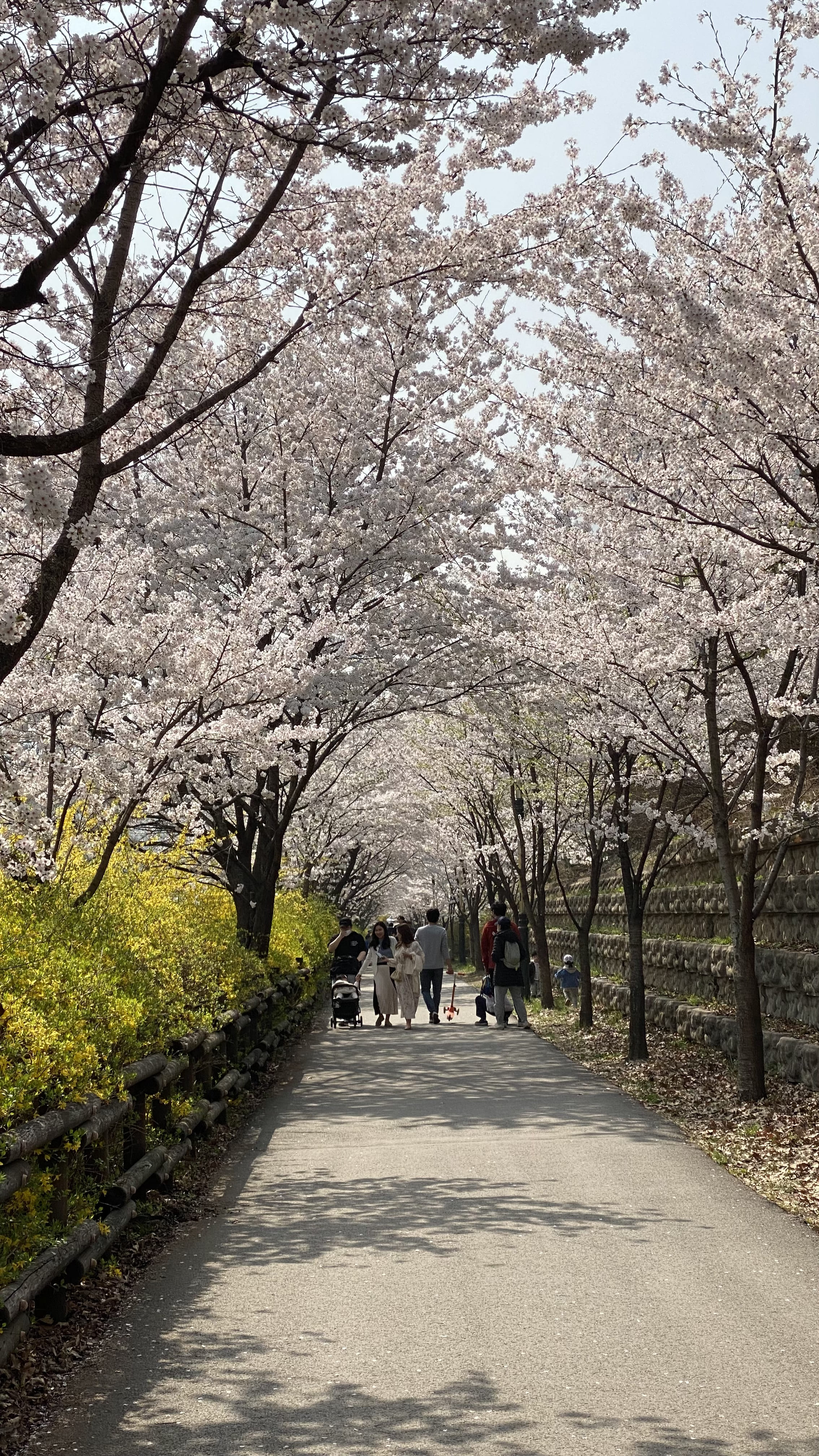 벚꽃 + 개나리 조합 너무 예뻐요 💛💗