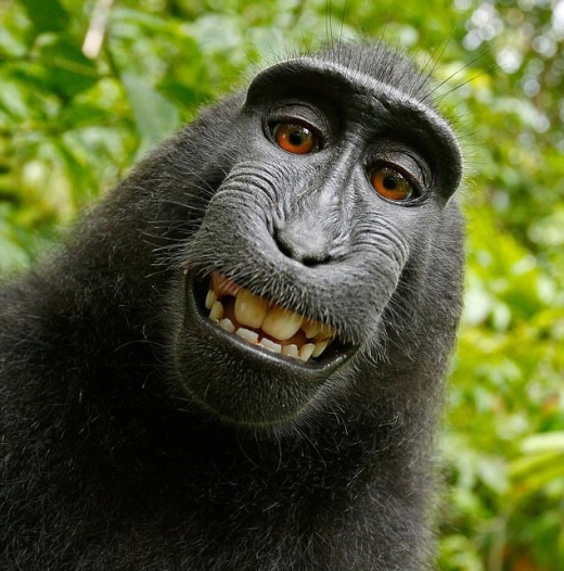 원숭이 '나루토'가 직접 찍은 셀카사진