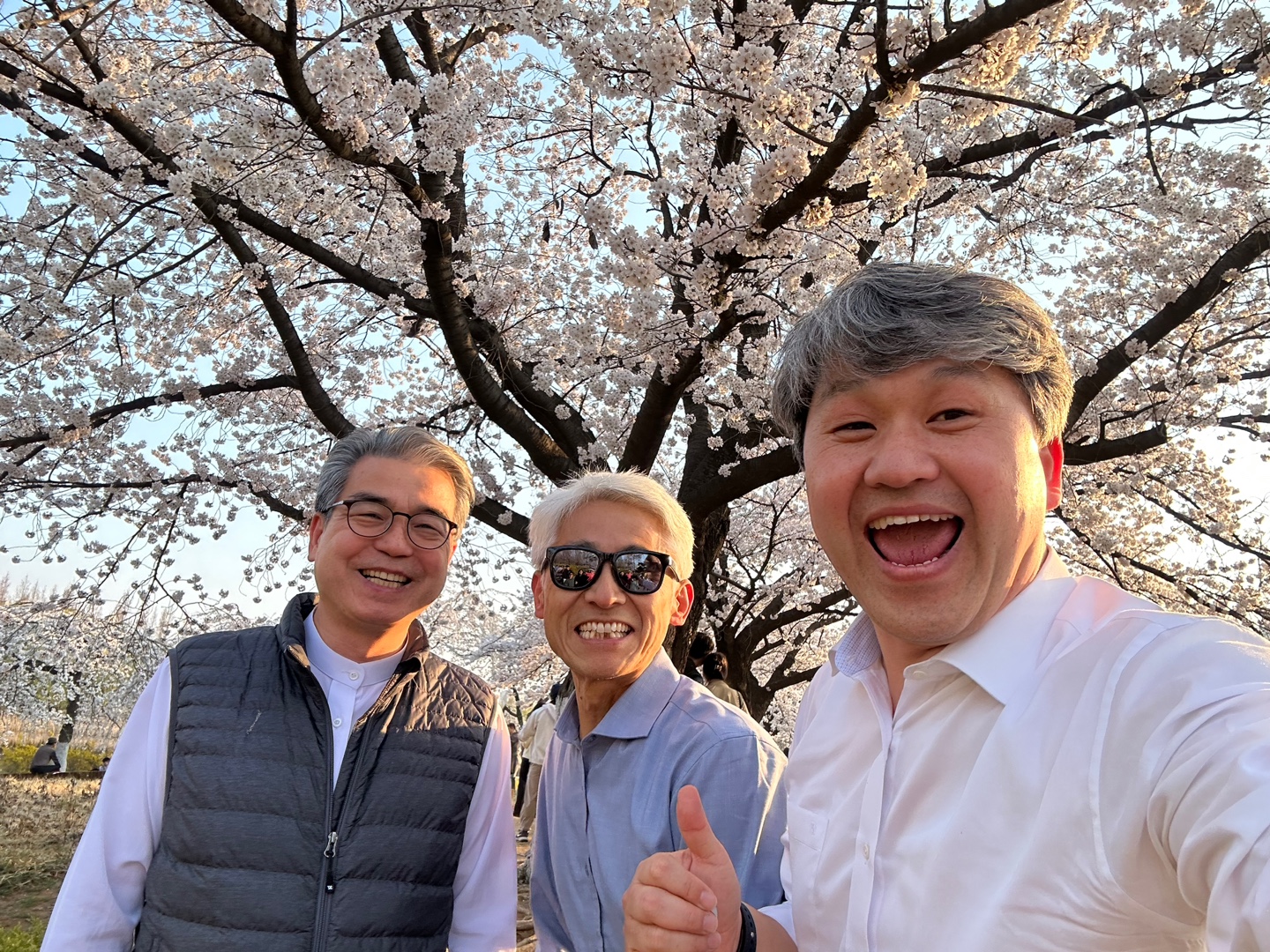 환한 벚꽃 웃음, 봄날의 호수공원에서 (왼쪽부터 이광하, 김근주, 김준재 목사님)_김준재 제공