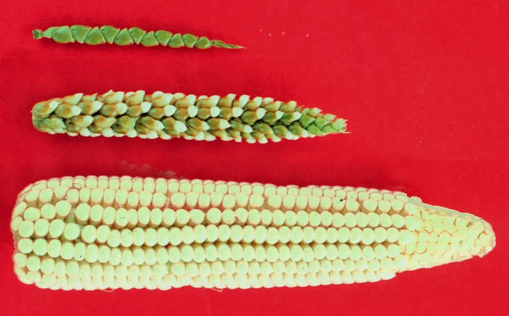 테오신테, 테오신테와 옥수수 잡종, 옥수수의 크기 비교