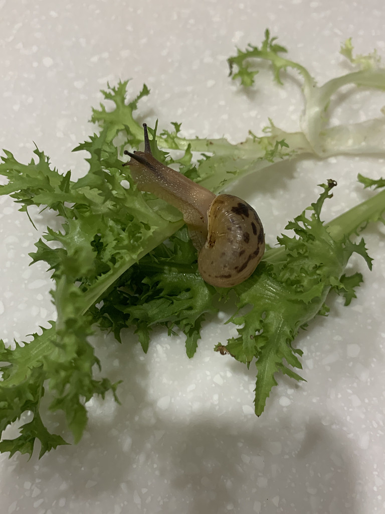 13. 작은 달팽이 한 마리가의 썸네일 이미지