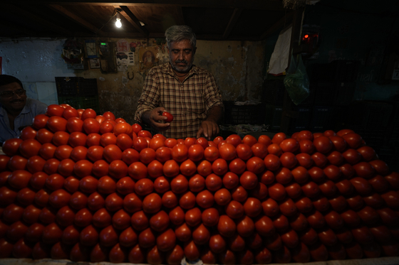 이달 11일 인도 아메다바드의 한 채소 시장에서 상인이 토마토를 정리하고 있다. AP=연합뉴스