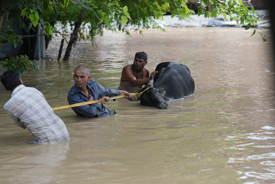 인도 뉴델리에서 13일(현지시간) 한 주민이 홍수로 물에 빠진 물소를 구조하고 있다. UPI=연합뉴스.