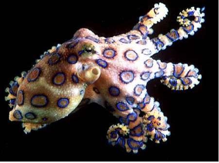 파란고리문어 : 제주 연안 독성 문어 출현 [사진=국립수산과학원 홈페이지]