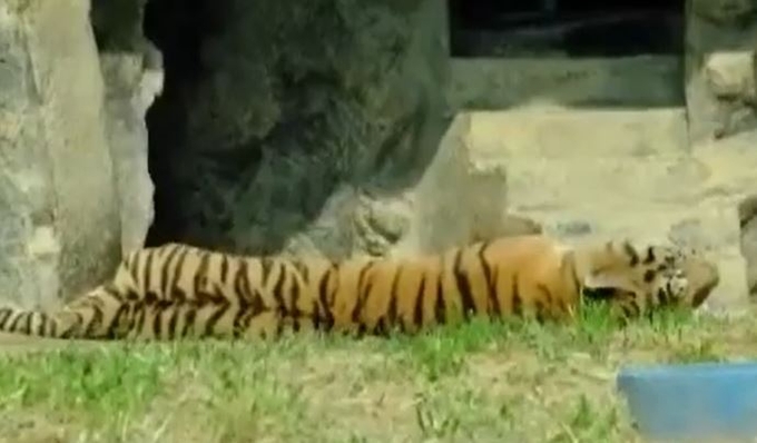 [동물] 20년 갇혀있던 사순이..그늘에서 잠시 쉬다 하늘로의 썸네일 이미지