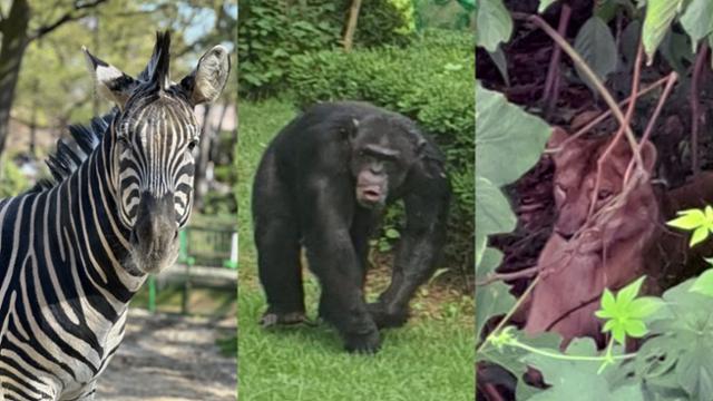 동물원을 탈출했던 얼룩말 세로, 침팬지 루디, 사자 사순이<사진=연합뉴스제공>