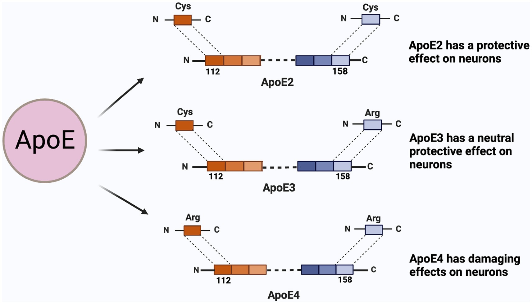 ApoE 단백질의 isoform. e4가 문제가 있는 것으로 알려져 있다.<br>Zhang L, Aging Neurosci. 15:1199434.