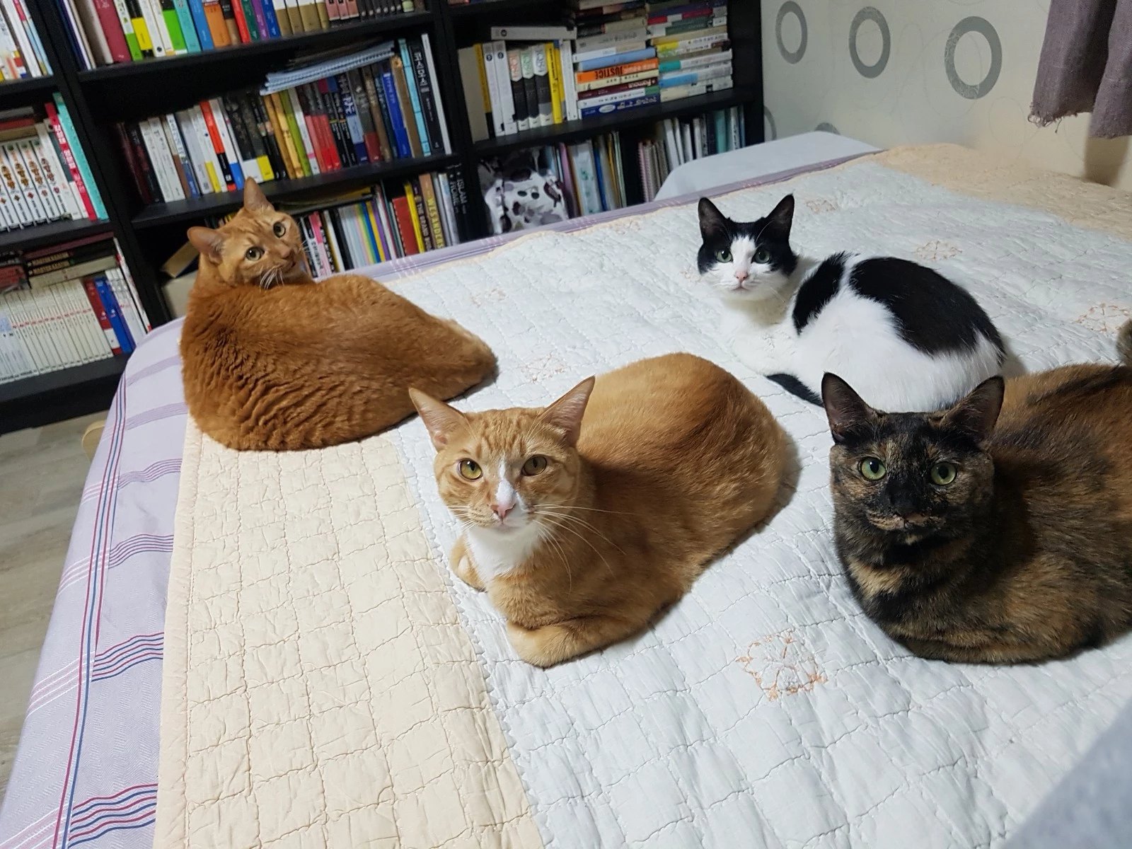 우리집 네 냥이 ⓒ꼰냥