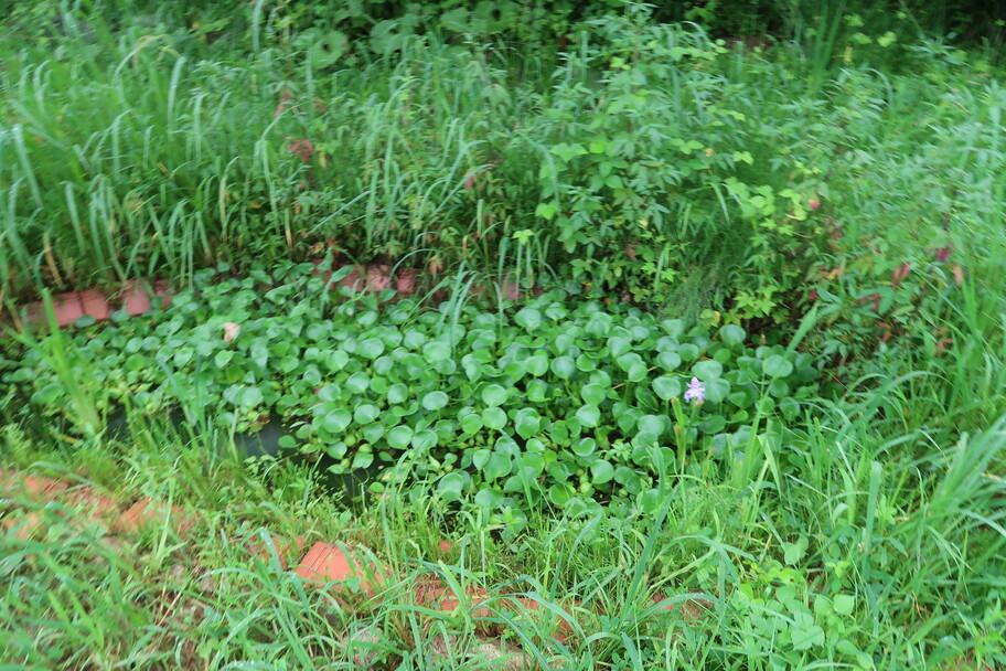 급격하게 번식한 부레옥잠의 모습 (출처. 우리 밭)