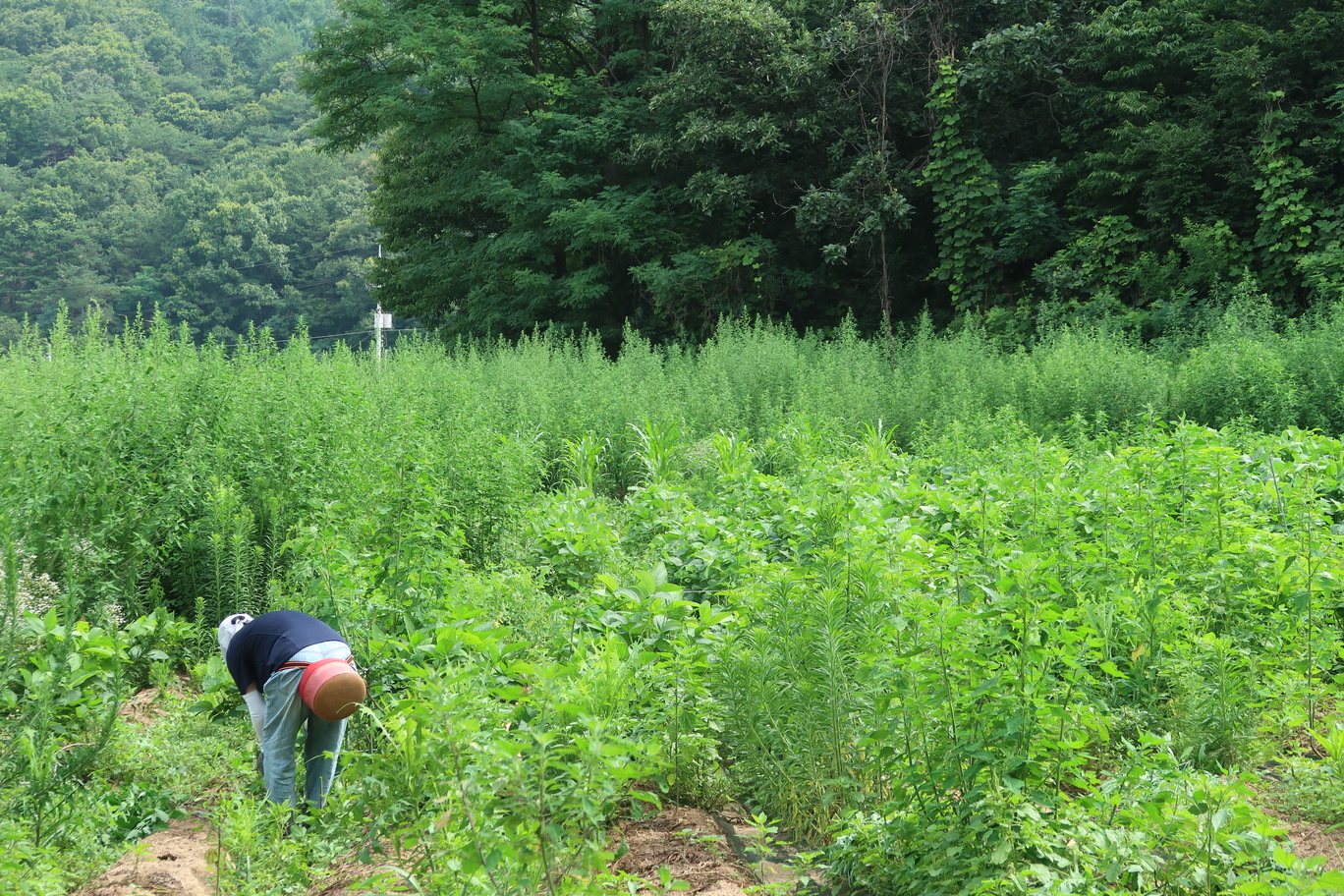 풀-명아주-이 내 키를 훌쩍 넘은 우리 밭 중 하나의 모습 (출처. 우리 밭)