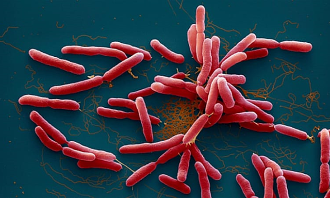 유비저를 야기하는 유비저균(Burkholderia pseudomallei)