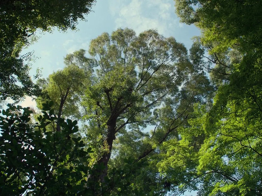 10년 넘게 나무를 관찰하면 보이는 것들 🌳의 썸네일 이미지