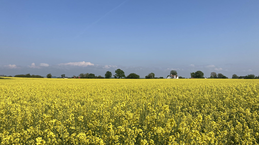 [위클리스웨덴] 5월 넷째주, 두번째 뉴스레터!의 썸네일 이미지