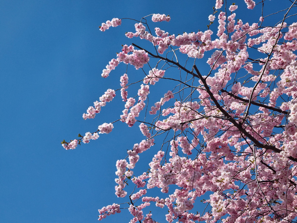 [위클리스웨덴] 5월 둘째주, 첫번째 뉴스레터!의 썸네일 이미지